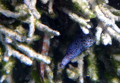 Gymnothorax annasona