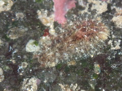 Dolabrifera dolabrifera