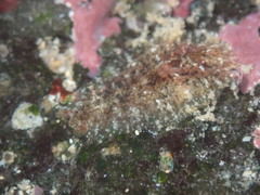 Dolabrifera dolabrifera