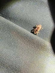 Mitrastethus baridioides