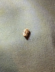 Mitrastethus baridioides