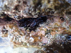 Echinometra oblonga