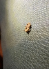 Mitrastethus baridioides