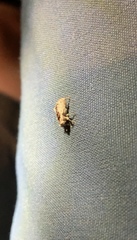 Mitrastethus baridioides