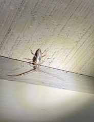 Eburida sublineata