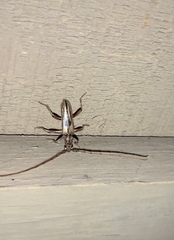 Eburida sublineata