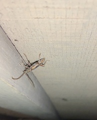 Eburida sublineata