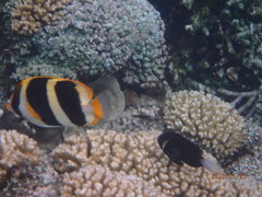 Chaetodon tricinctus