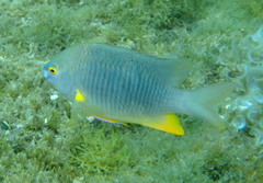 Plectroglyphidodon gascoynei