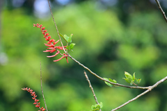 Erythrina poeppigiana