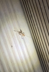 Ornebius aperta