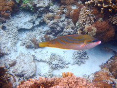 Anampses elegans