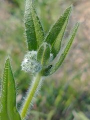 Cryptantha muricata