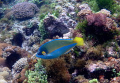 Anampses elegans