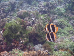 Chaetodon tricinctus