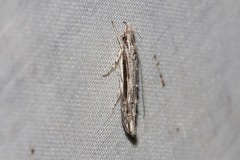 Trachydora centromela