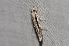 Trachydora centromela