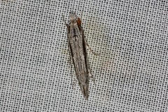 Trachydora centromela