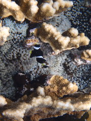 Amphiprion mccullochi