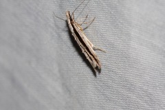 Trachydora centromela