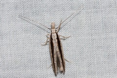 Trachydora centromela