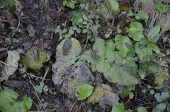 Trachystemon orientalis