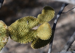 Opuntia microdasys
