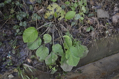 Trachystemon orientalis
