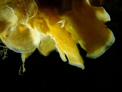 Flustridae