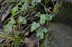 Ranunculus constantinopolitanus