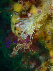 Antennella