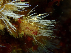 Antennella