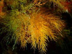 Halopteris campanula