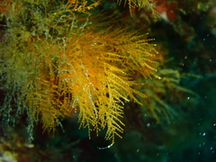 Halopteris campanula