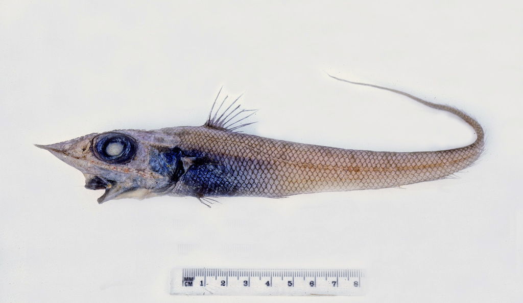Innotable Whiptail