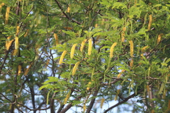 Pityrocarpa moniliformis