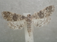 Parapoynx tenebralis