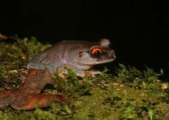 Leptobrachium hendricksoni