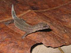 Pseudogonatodes guianensis