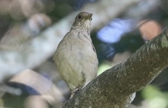 Turdus leucomelas