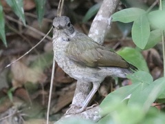 Turdus leucomelas