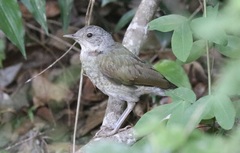 Turdus leucomelas