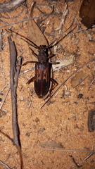Phoracantha rugithoracica