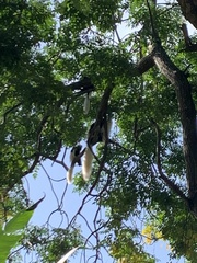 Colobus caudatus