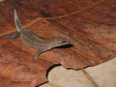 Pseudogonatodes guianensis