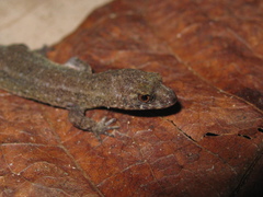 Pseudogonatodes guianensis