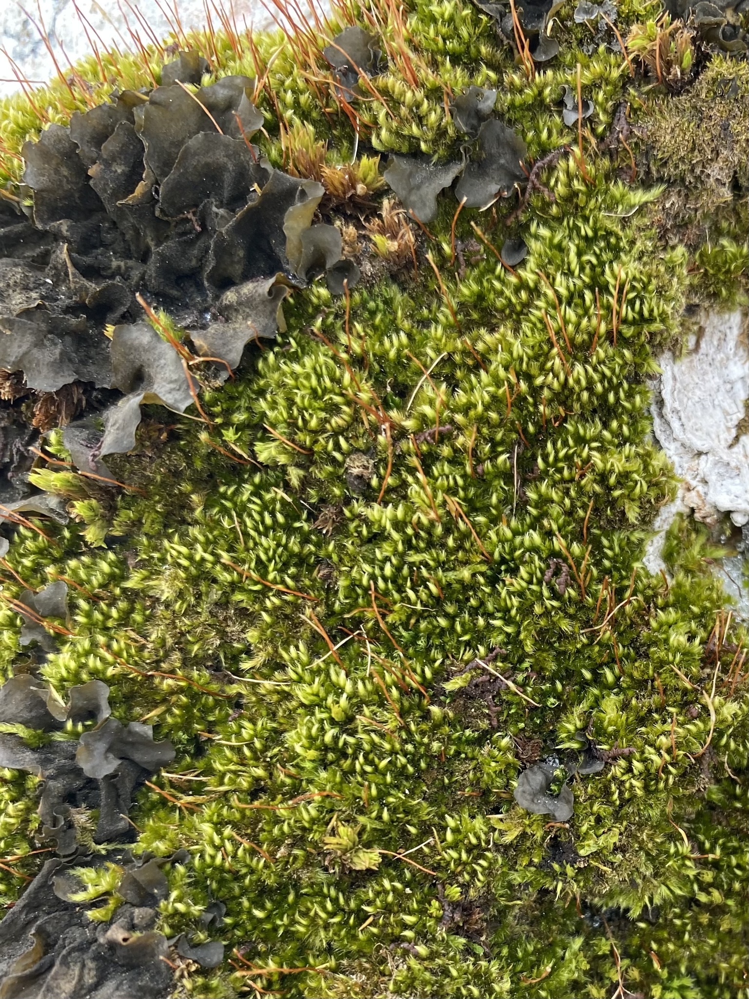 Pylaisia selwynii