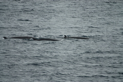 Balaenoptera bonaerensis