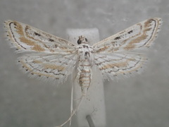 Parapoynx fluctuosalis