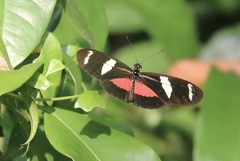 Heliconius ricini